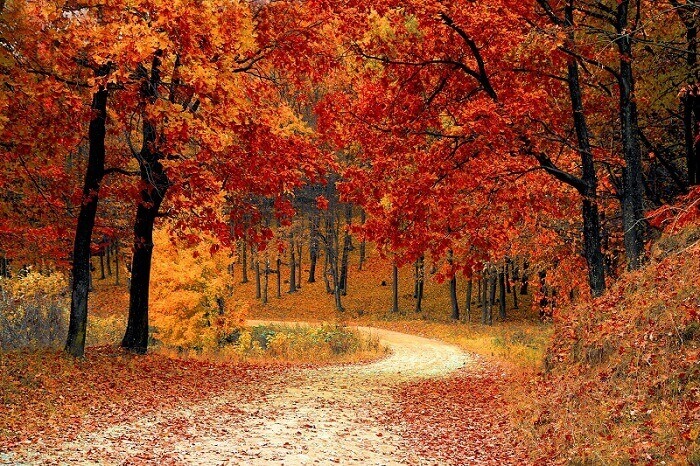 „Minden őszi, lehulló falevél a boldogságról suttog nekem" - 17 csodaszép idézet az őszről
