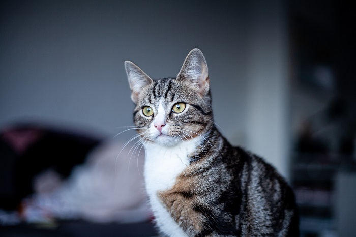 A macskatartás előnyei: Nyugalmat, harmóniát és jólétet varázsol az otthonodba!