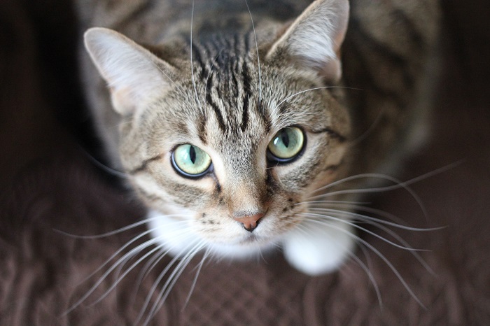 A macskatartás előnyei: Nyugalmat, harmóniát és jólétet varázsol az otthonodba!