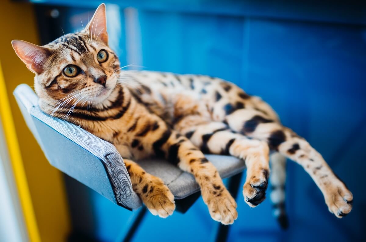 A macska - az asztrális őrangyalod. Elűzi a negatív energiákat és gondoskodik a lelkedről